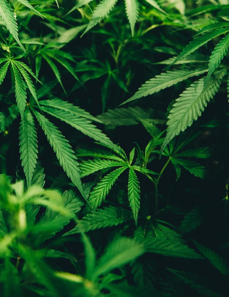 El cannabis y el sueño